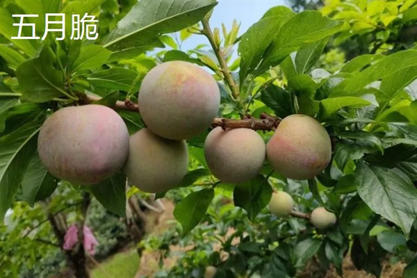 比较火的李子品种，推荐五月脆、蜂糖李等