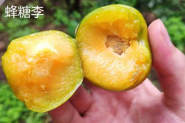 比较火的李子品种，推荐五月脆、蜂糖李等