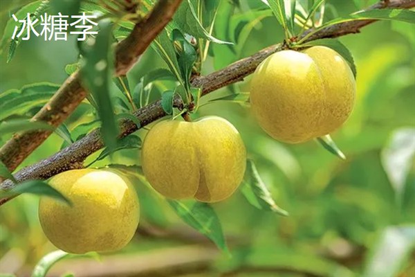 比较火的李子品种，推荐五月脆、蜂糖李等