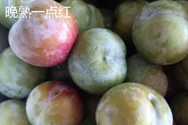 比较火的李子品种，推荐五月脆、蜂糖李等