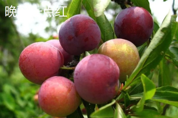 比较火的李子品种，推荐五月脆、蜂糖李等