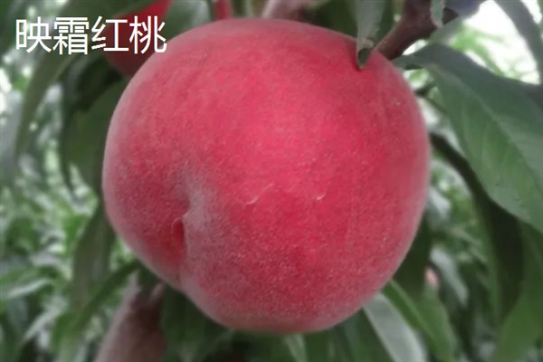 晚熟桃树的品种，常见的有雪桃、映霜红桃等
