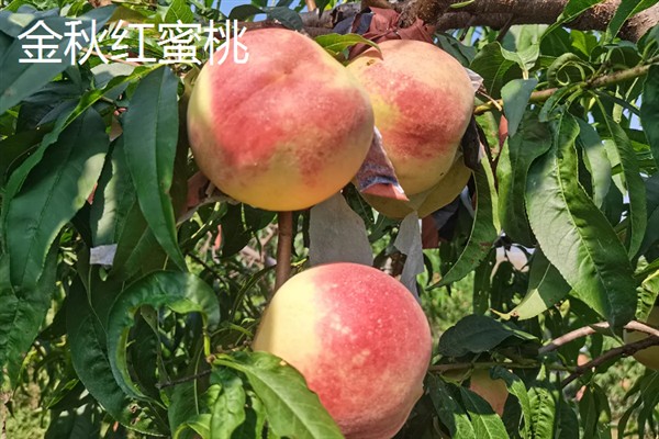 晚熟桃树的品种，常见的有雪桃、映霜红桃等