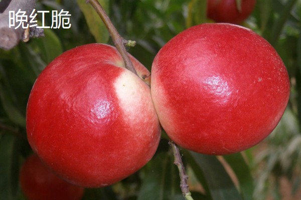 晚熟桃树的品种，常见的有雪桃、映霜红桃等