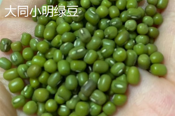 明绿豆与毛绿豆的区别，前者呈翠绿色、后者呈暗绿色或黄绿色