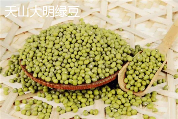 明绿豆与毛绿豆的区别，前者呈翠绿色、后者呈暗绿色或黄绿色