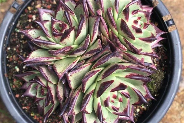 乌木多肉夏天会休眠吗,乌木多肉夏天休眠