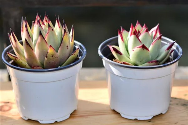 乌木多肉夏天会休眠吗,乌木多肉夏天休眠