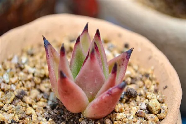 乌木多肉夏天会休眠吗,乌木多肉夏天休眠