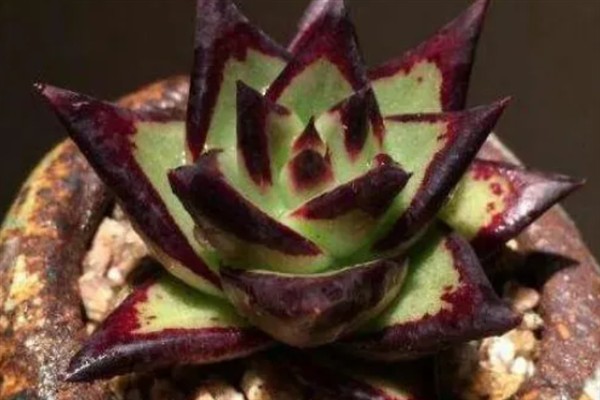 乌木多肉夏天会休眠吗,乌木多肉夏天休眠