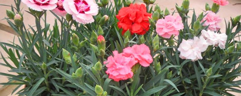如何种植康乃馨盆栽，可以通过扦插进行繁殖
