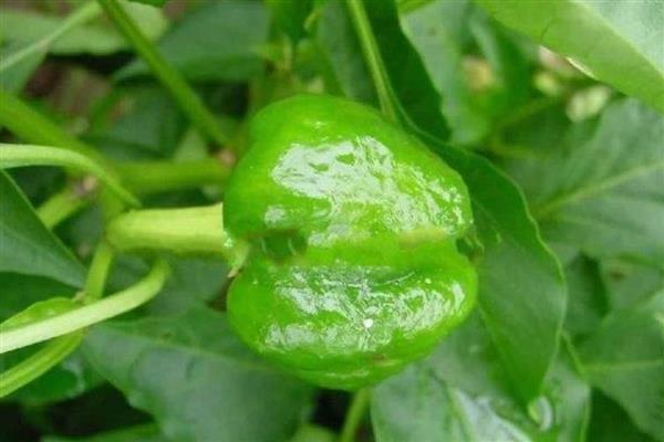 青椒僵果的防治方法,可种植抗病、耐低温弱光的品种