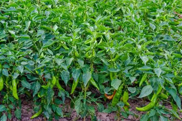 青椒僵果的防治方法,可种植抗病、耐低温弱光的品种