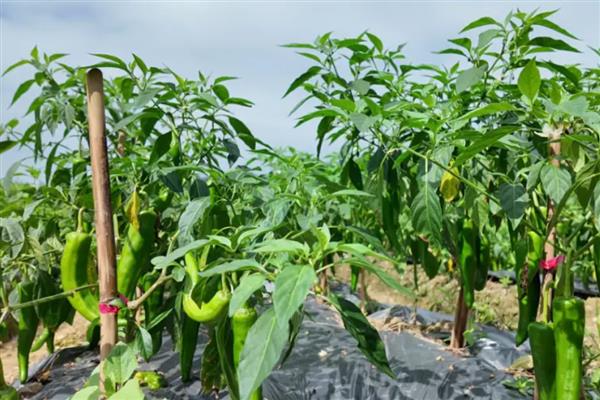 青椒僵果的防治方法,可种植抗病、耐低温弱光的品种
