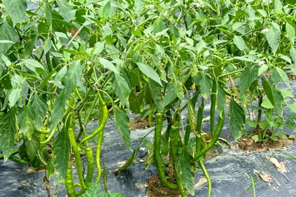 青椒僵果的防治方法,可种植抗病、耐低温弱光的品种