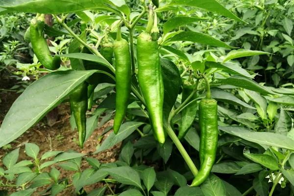 青椒僵果的防治方法,可种植抗病、耐低温弱光的品种