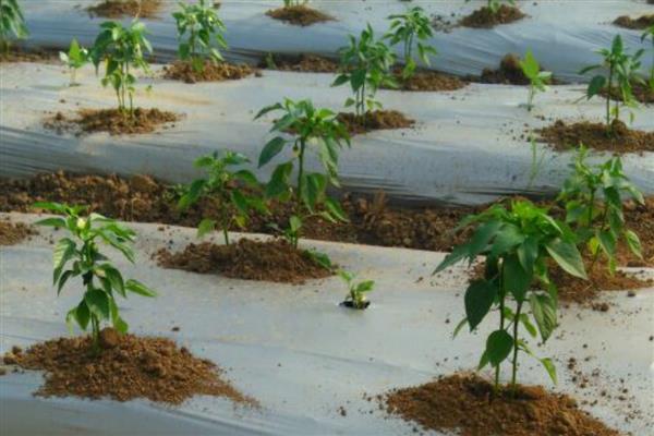 青椒僵果的防治方法,可种植抗病、耐低温弱光的品种