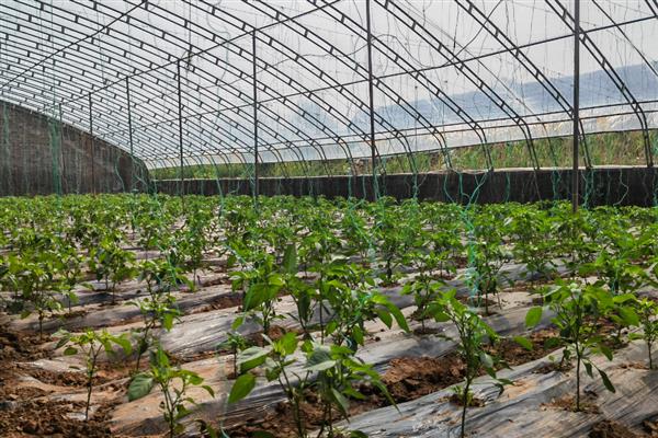 青椒僵果的防治方法,可种植抗病、耐低温弱光的品种