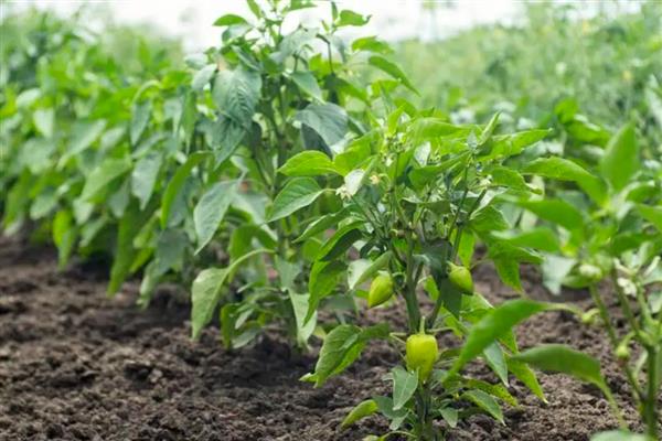 青椒僵果的防治方法,可种植抗病、耐低温弱光的品种