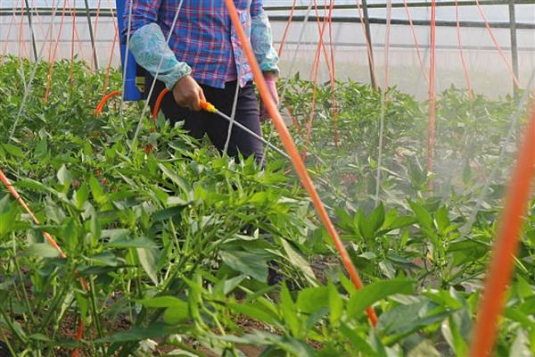 青椒僵果的防治方法,可种植抗病、耐低温弱光的品种