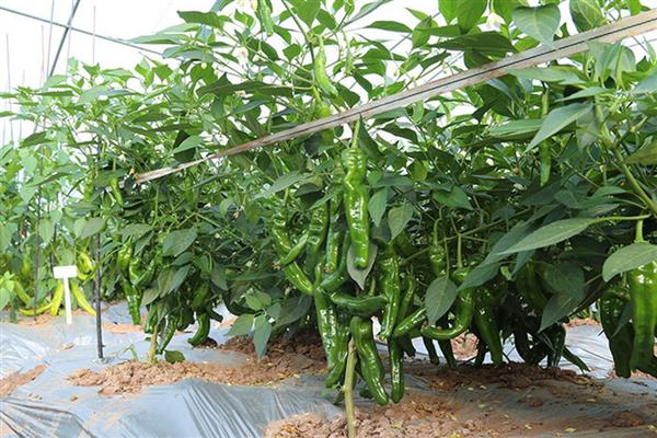 青椒僵果的防治方法,可种植抗病、耐低温弱光的品种
