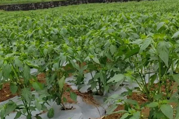 青椒僵果的防治方法,可种植抗病、耐低温弱光的品种
