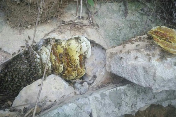 野生中蜂栖息在哪些地方，一般栖息在洞口狭小的石洞