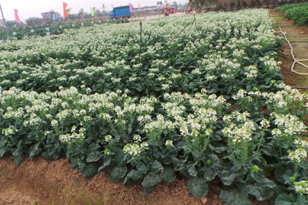 菜花千里雪的种植技术,可直播、条播和穴播