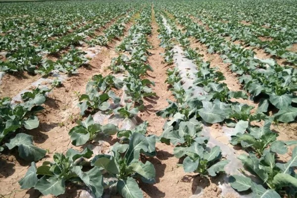 菜花千里雪的种植技术,可直播、条播和穴播