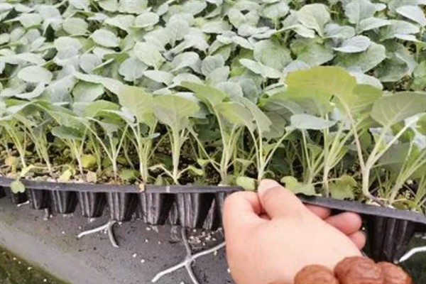 菜花千里雪的种植技术,可直播、条播和穴播