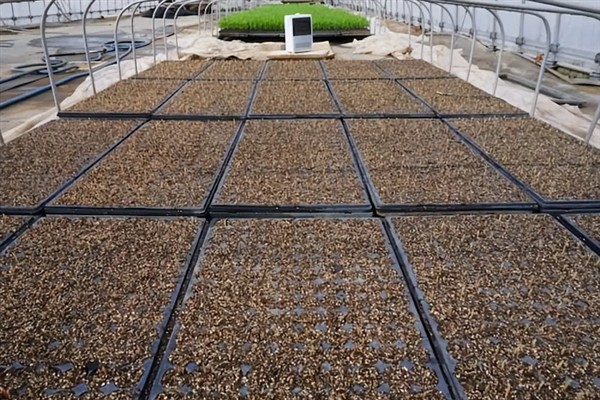 菜花千里雪的种植技术,可直播、条播和穴播