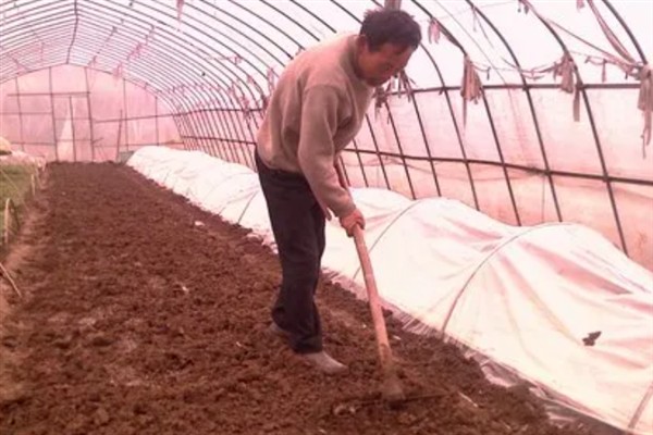 菜花千里雪的种植技术,可直播、条播和穴播