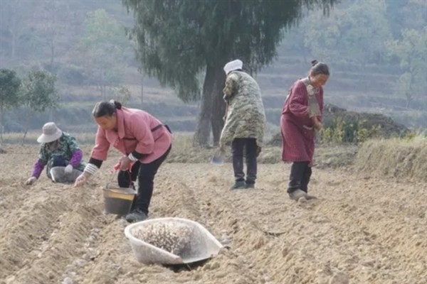 菜花千里雪的种植技术,可直播、条播和穴播