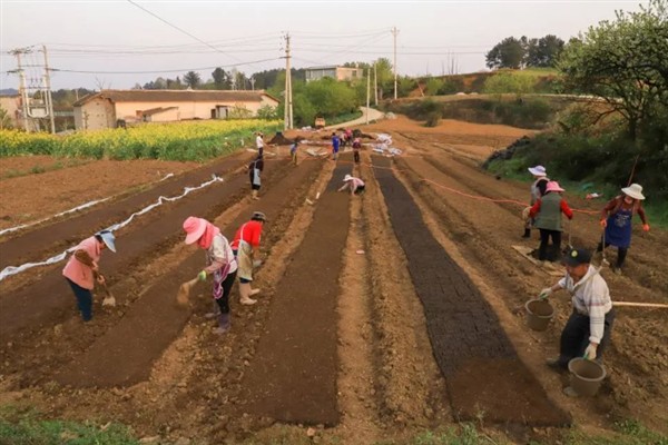 菜花千里雪的种植技术,可直播、条播和穴播
