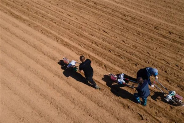 菜花千里雪的种植技术,可直播、条播和穴播