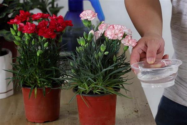 如何种植康乃馨盆栽，可以通过扦插进行繁殖