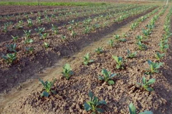 菜花千里雪的种植技术,可直播、条播和穴播