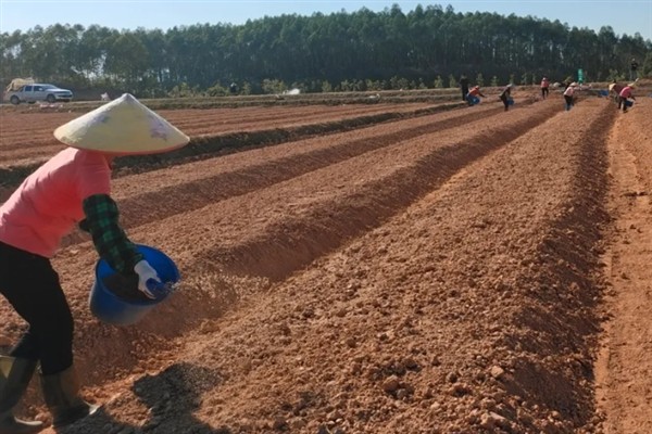 菜花千里雪的种植技术,可直播、条播和穴播