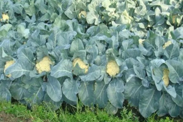 菜花千里雪的种植技术,可直播、条播和穴播