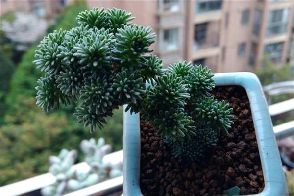 多肉植物球松怎么养，喜欢凉爽干燥和阳光充足的环境