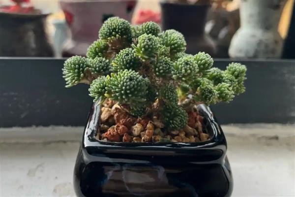 多肉植物球松怎么养，喜欢凉爽干燥和阳光充足的环境