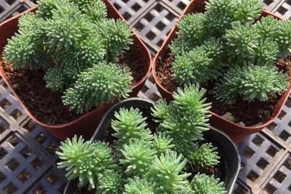 多肉植物球松怎么养，喜欢凉爽干燥和阳光充足的环境