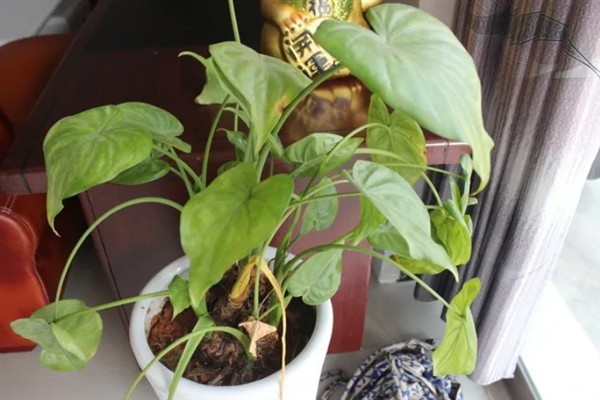 滴水观音冬天能放在室外吗，要根据地区而定