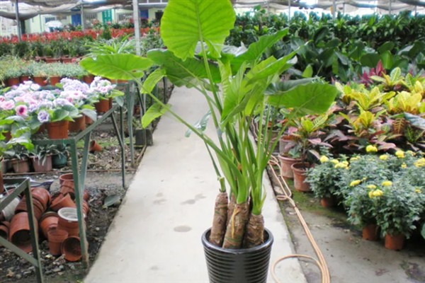 滴水观音冬天能放在室外吗，要根据地区而定