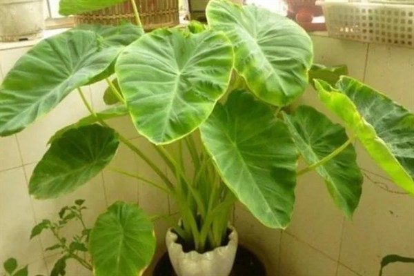 滴水观音冬天能放在室外吗，要根据地区而定