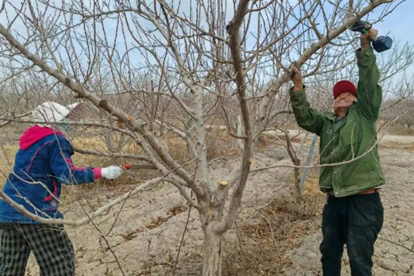 西梅的修剪时间，生长较为旺盛的时期修剪合适