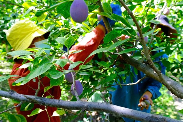 西梅的修剪时间，生长较为旺盛的时期修剪合适