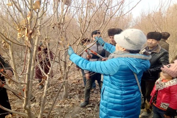 西梅的修剪时间，生长较为旺盛的时期修剪合适