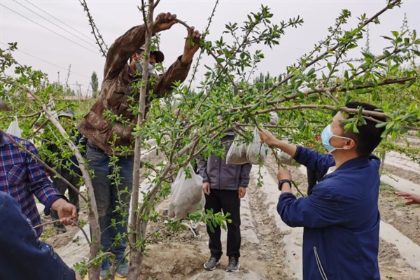 西梅的修剪时间，生长较为旺盛的时期修剪合适