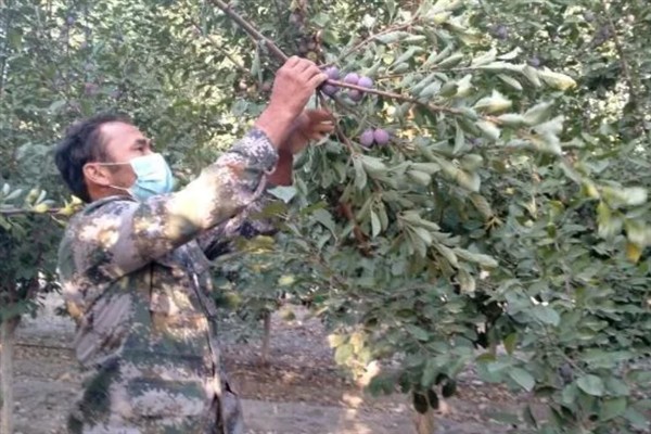 西梅的修剪时间，生长较为旺盛的时期修剪合适